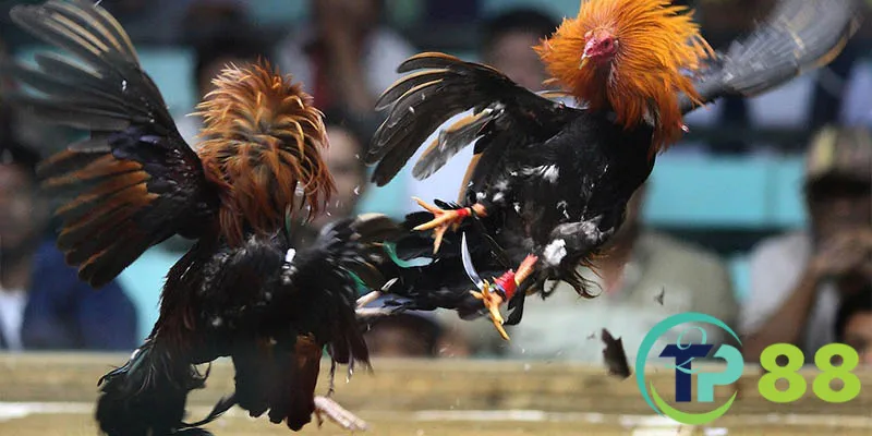 Đá gà tp88 sử dụng đa dạng các công nghệ tiên tiến nhất nhằm tạo môi trường giải trí an toàn, lành mạnh